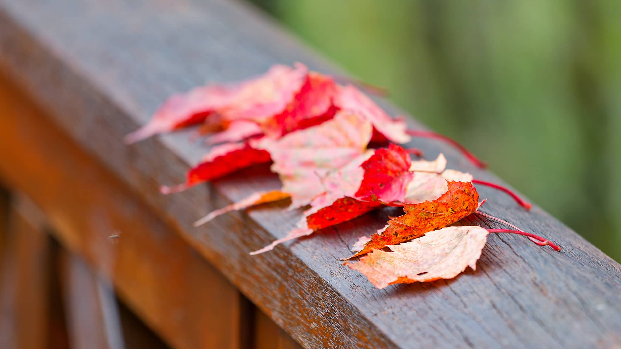 05 - Alishan (62).jpg